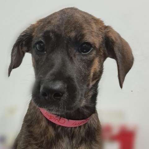 Chiqui, an adoptable Mixed Breed in Guaynabo, PR, 00969 | Photo Image 3
