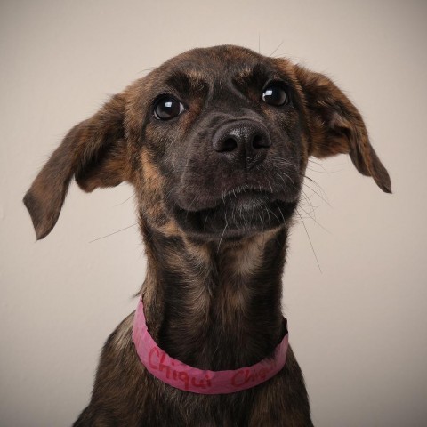 Chiqui, an adoptable Mixed Breed in Guaynabo, PR, 00969 | Photo Image 5