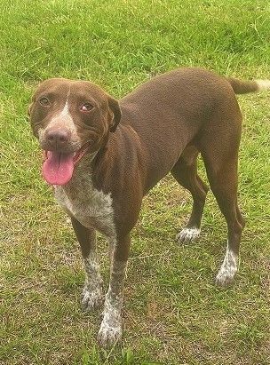 German shepherd best sale pointer lab mix