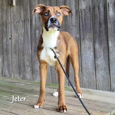 Jeter Dog Collar 