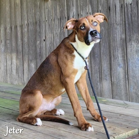 Jeter Dog Collar 