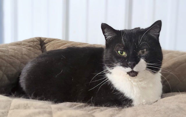 Pickles (Dottie)