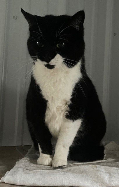 Pickles (Dottie)