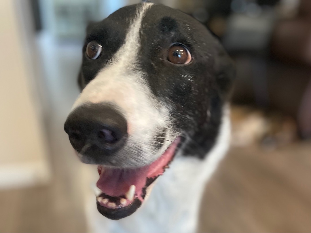 Marvelous Moochie, an adoptable Greyhound, Saluki in La Center, WA, 98629 | Photo Image 1