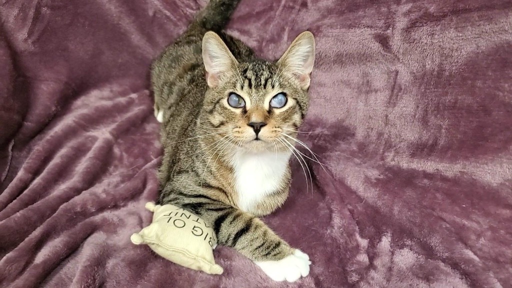 Cecil