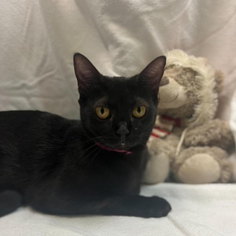 Edna, an adoptable Domestic Short Hair in Guaynabo, PR, 00969 | Photo Image 1