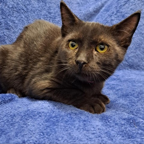 Edna, an adoptable Domestic Short Hair in Guaynabo, PR, 00969 | Photo Image 2