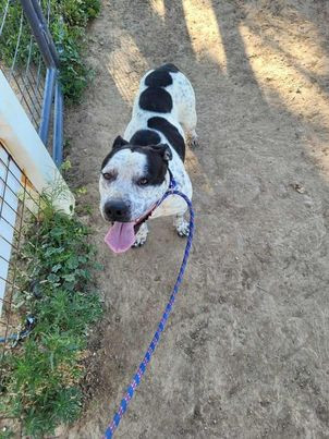 Freckles (Courtesy), an adoptable Pit Bull Terrier in Aurora, CO, 80012 | Photo Image 1