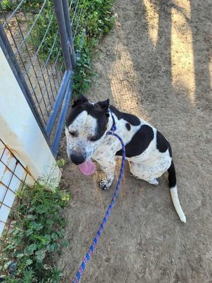 Freckles (Courtesy), an adoptable Pit Bull Terrier in Aurora, CO, 80012 | Photo Image 2