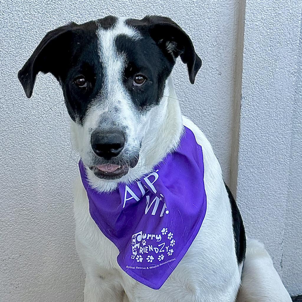 Mathias, an adoptable Labrador Retriever, Foxhound in Dallas, TX, 75201 | Photo Image 1