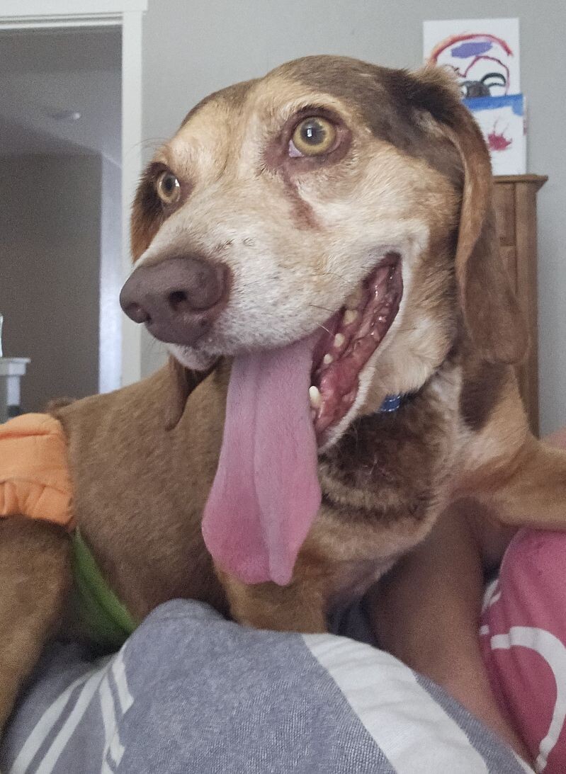 Rusty, an adoptable Beagle in Windsor, CO, 80550 | Photo Image 1