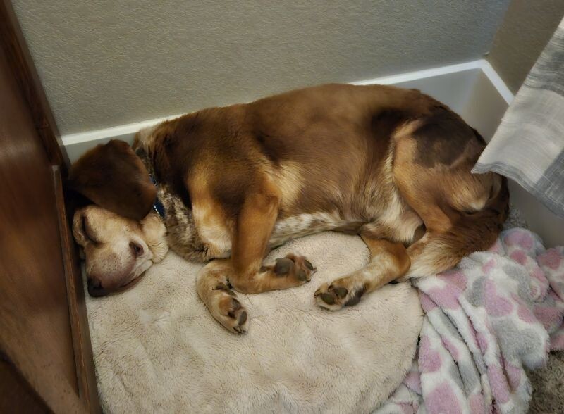 Rusty, an adoptable Beagle in Windsor, CO, 80550 | Photo Image 2