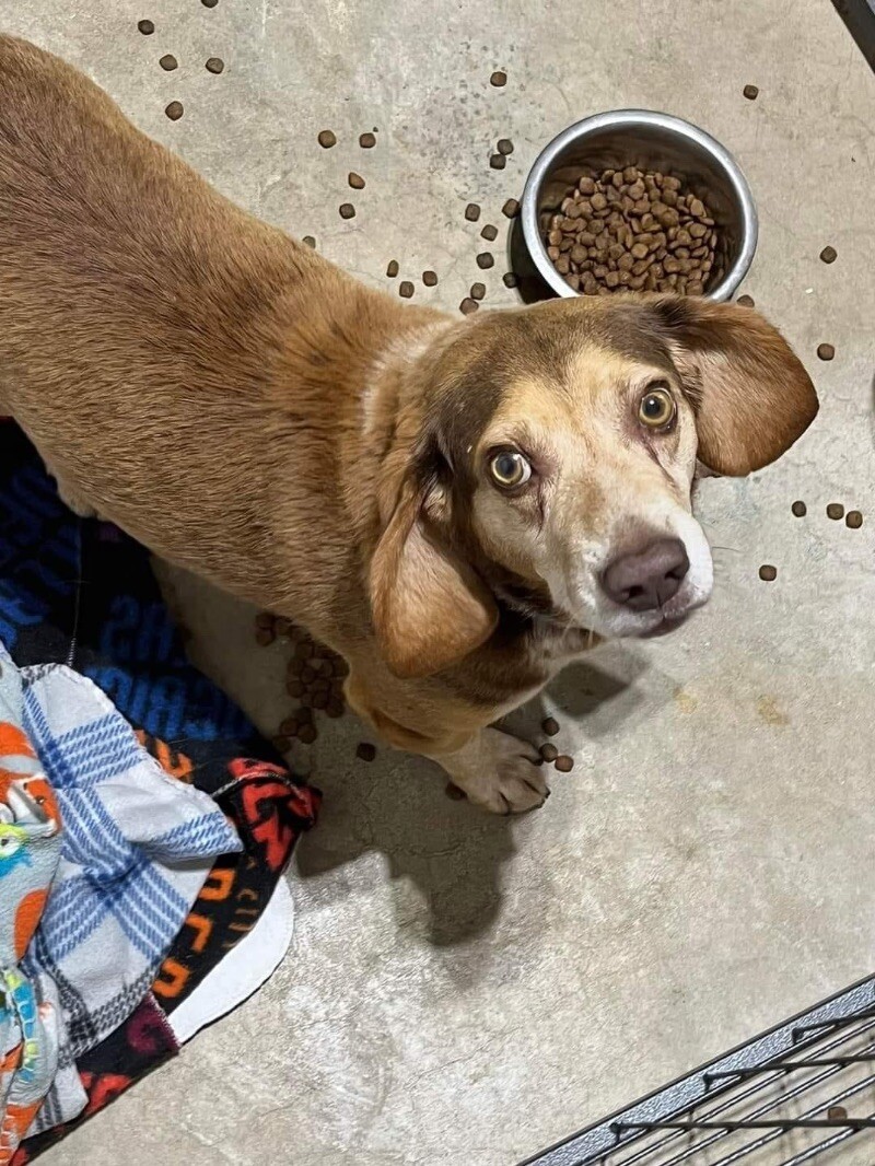 Rusty, an adoptable Beagle in Windsor, CO, 80550 | Photo Image 3