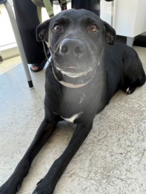 Pepper, Adult Female Pit Bull Terrier