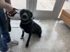 Pepper photo 2