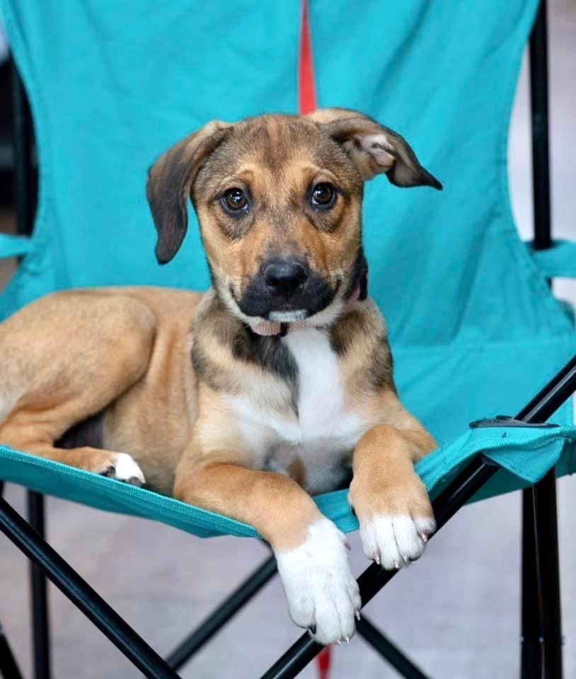 Dog for adoption DAISY, a Beagle Mix in Southaven, MS Petfinder