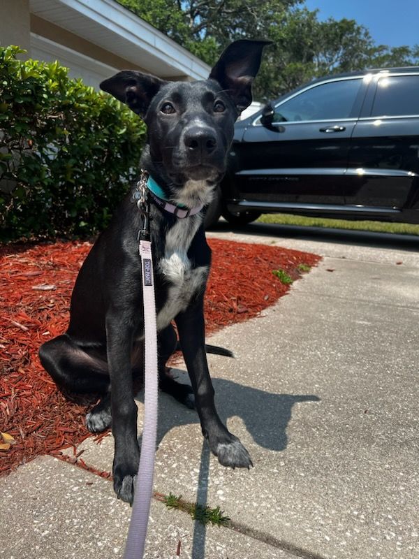 Oreo