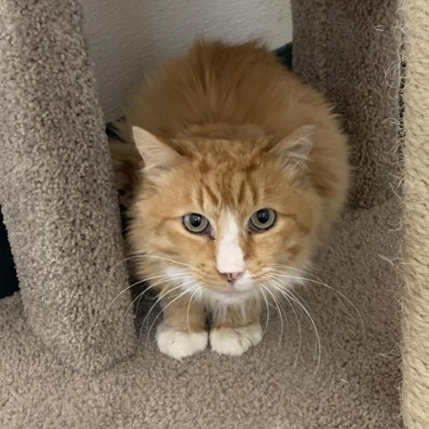 Tiggers, an adoptable Domestic Medium Hair in Reno, NV, 89502 | Photo Image 2