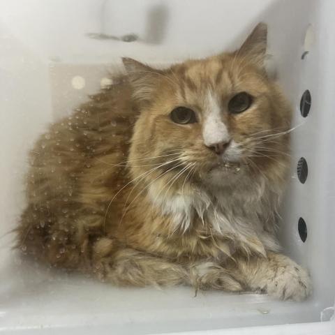 Tiggers, an adoptable Domestic Medium Hair in Reno, NV, 89502 | Photo Image 3