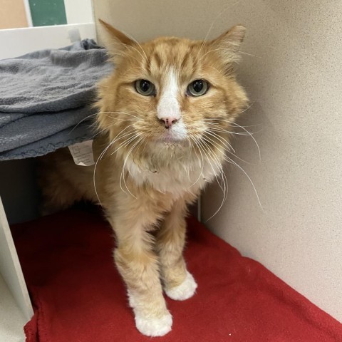 Tiggers, an adoptable Domestic Medium Hair in Reno, NV, 89502 | Photo Image 6