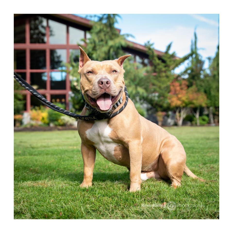 Ryder, an adoptable American Staffordshire Terrier in Seattle, WA, 98165 | Photo Image 1