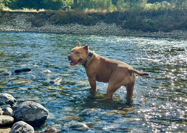 Ryder, an adoptable American Staffordshire Terrier in Seattle, WA, 98165 | Photo Image 2