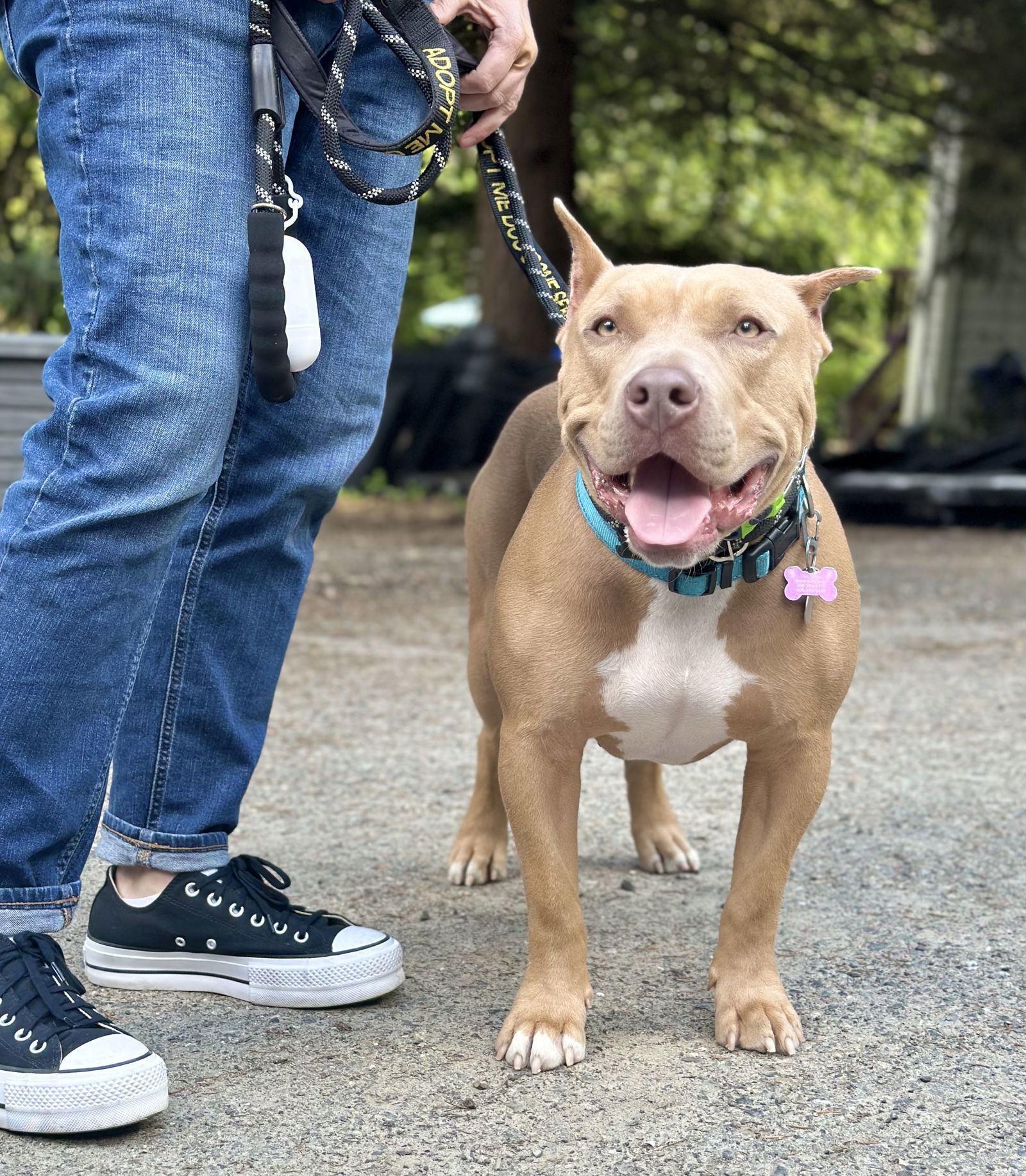 Ryder, an adoptable American Staffordshire Terrier in Seattle, WA, 98165 | Photo Image 3