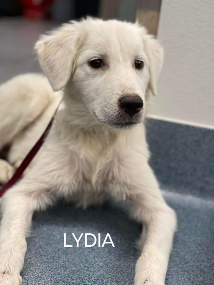 Lydia 2
