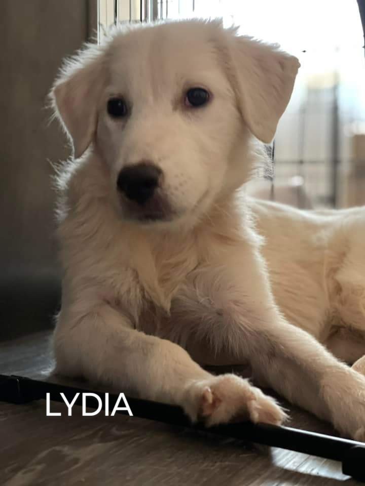 Lydia 3