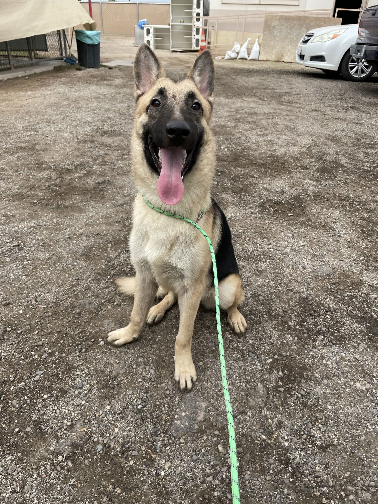 Meesha, an adoptable Shepherd in El Centro, CA, 92243 | Photo Image 1