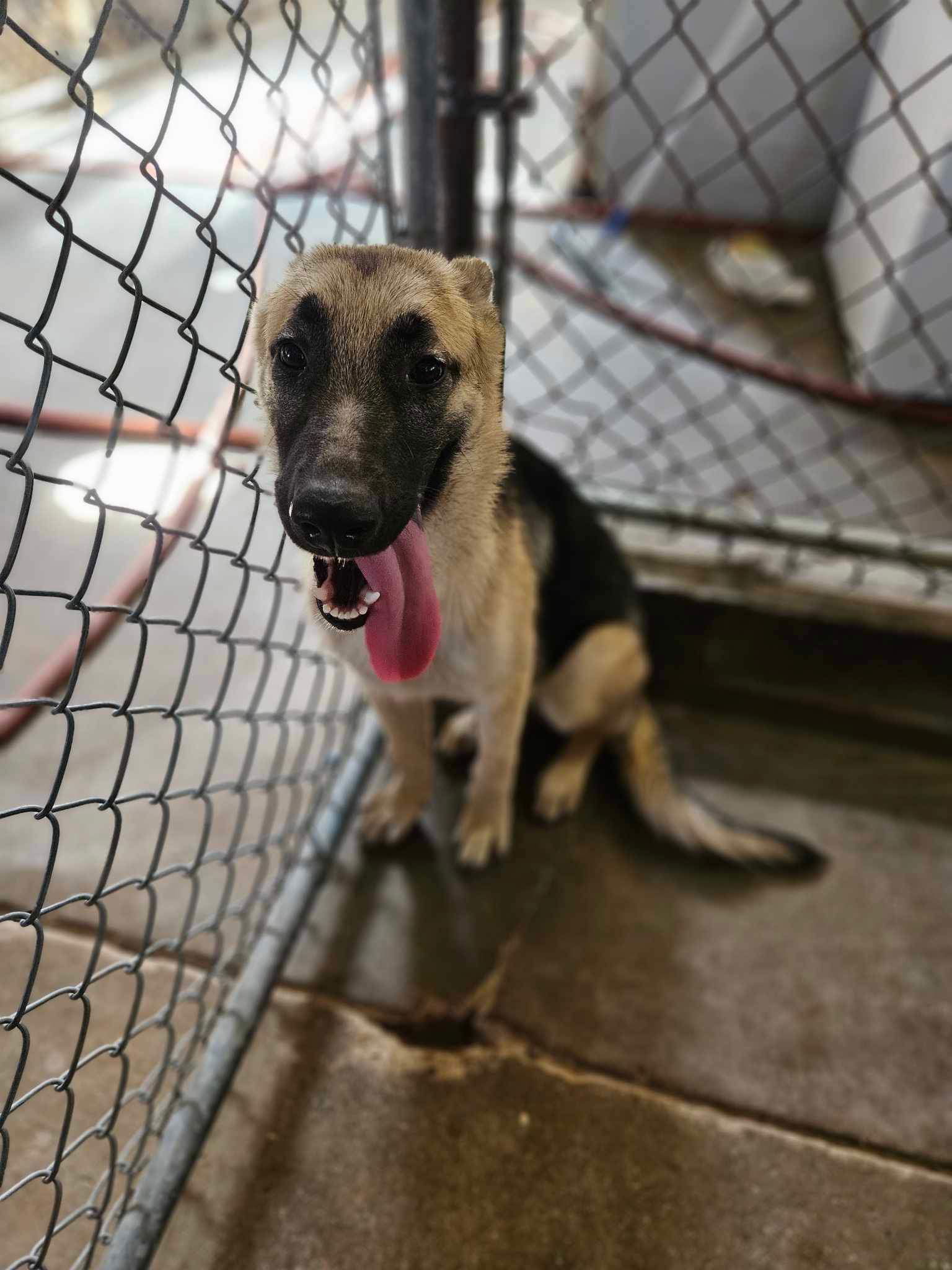 Meesha, an adoptable Shepherd in El Centro, CA, 92243 | Photo Image 2