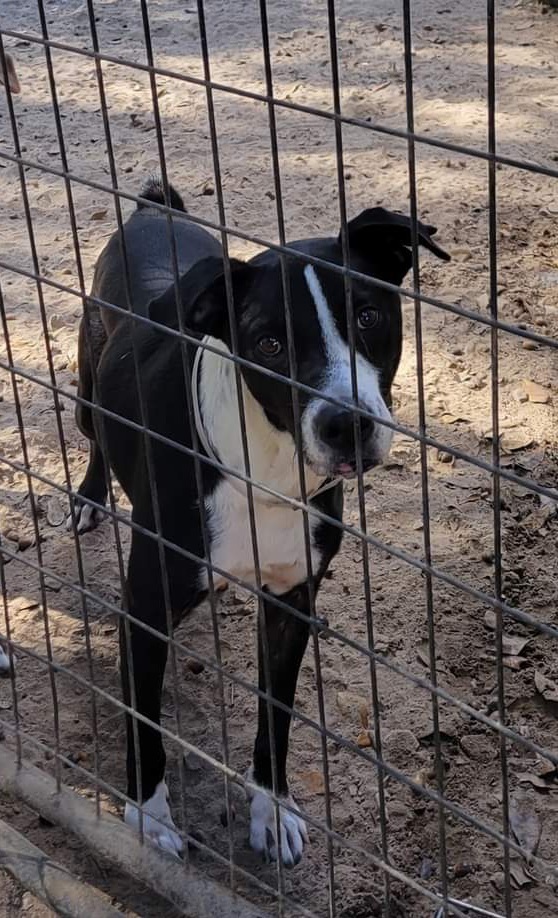 Reo (k&k), an adoptable Border Collie in Willington, CT, 06279 | Photo Image 1