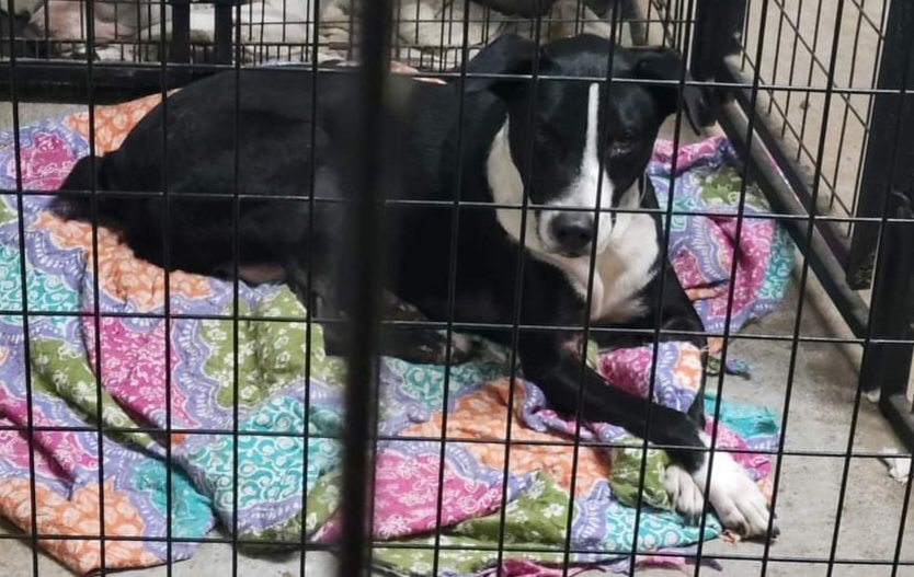 Reo (k&k), an adoptable Border Collie in Willington, CT, 06279 | Photo Image 2