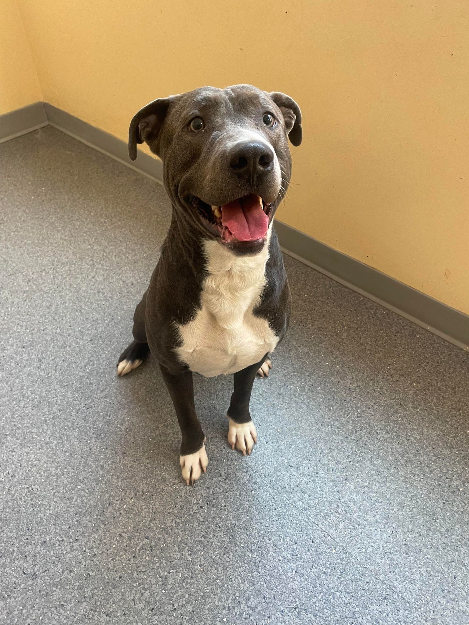 Clyde, an adoptable Pit Bull Terrier, Great Dane in Covington, VA, 24426 | Photo Image 1