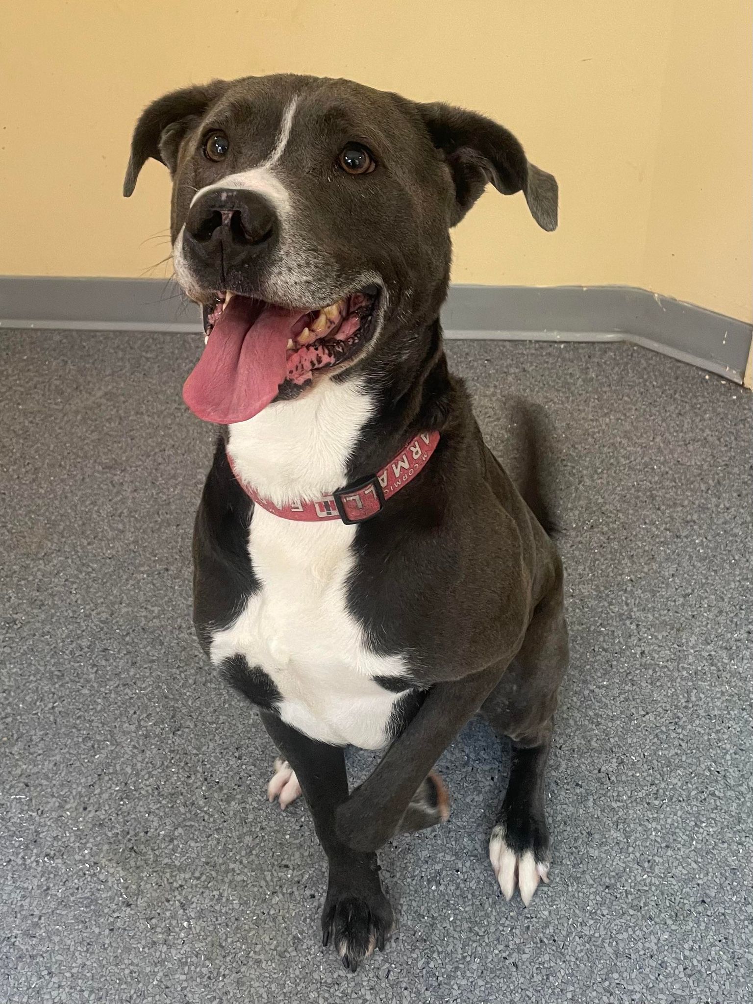 Cletus, an adoptable Pit Bull Terrier, Great Dane in Covington, VA, 24426 | Photo Image 1