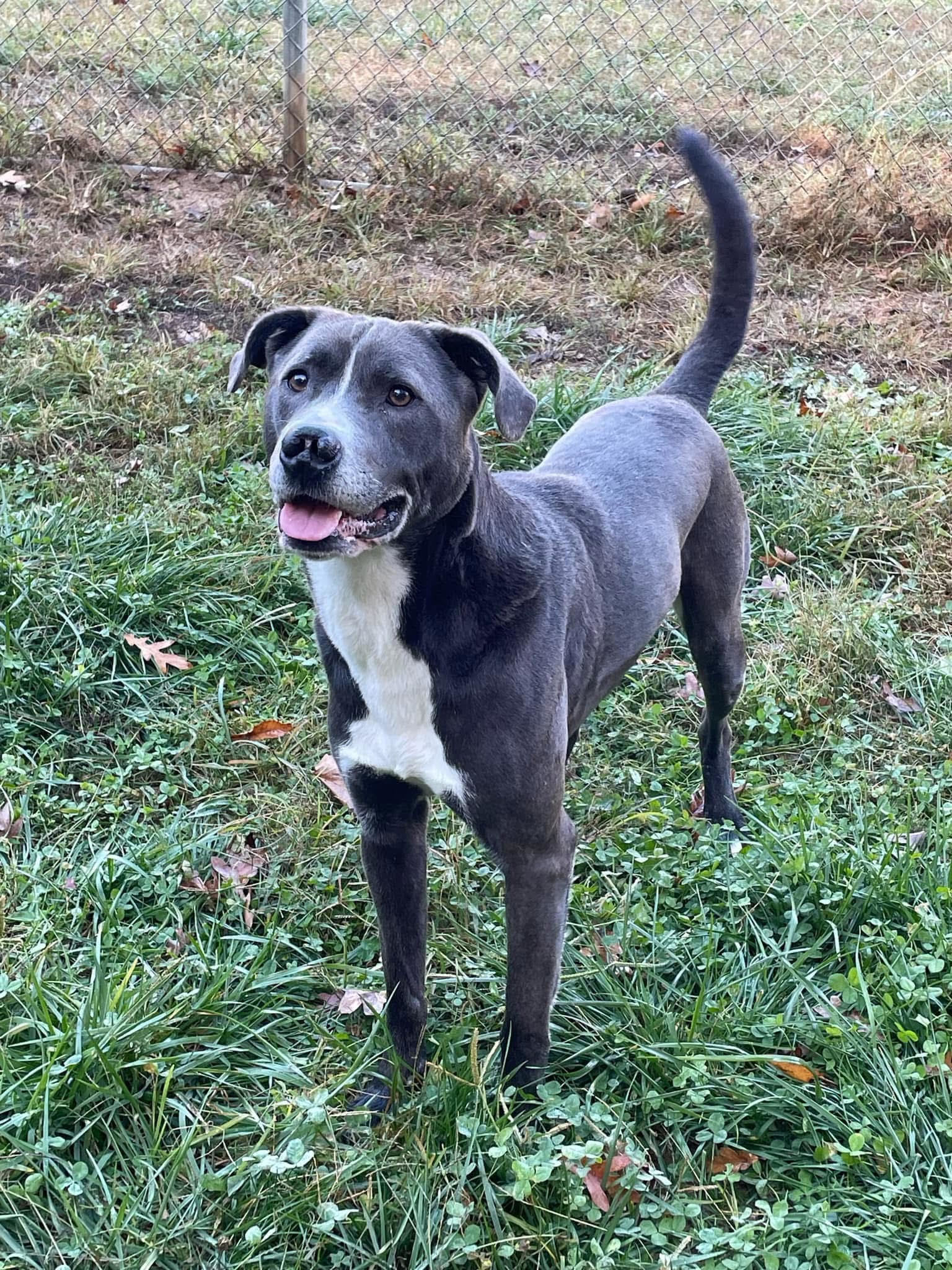 Cletus, an adoptable Pit Bull Terrier, Great Dane in Covington, VA, 24426 | Photo Image 1