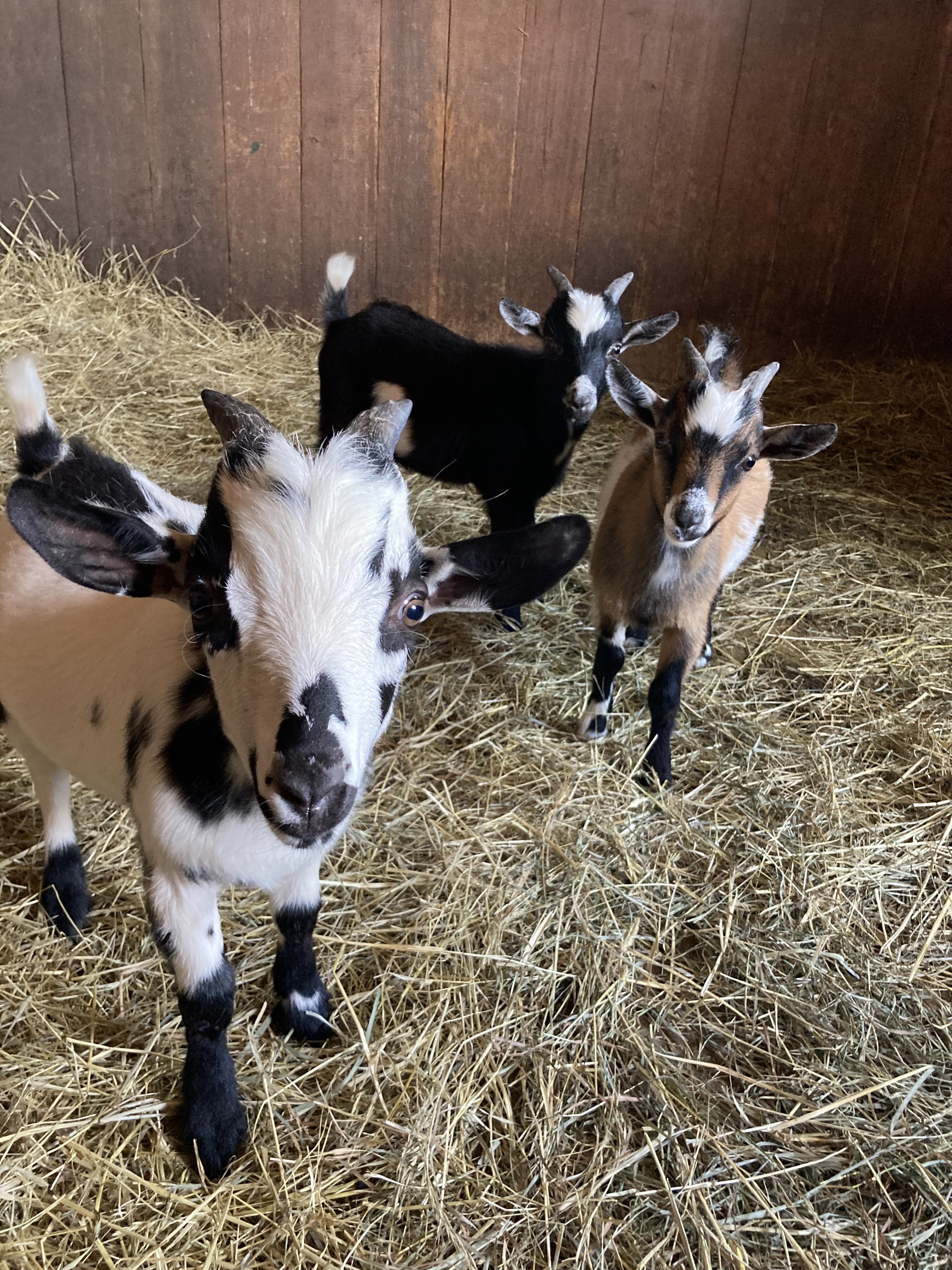 baby mini goats