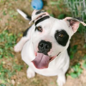 Dog for adoption - Tucker, a Mixed Breed in Miamitown, OH