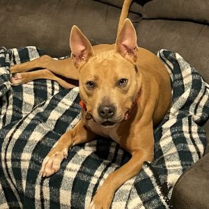 Caramel staffy sales