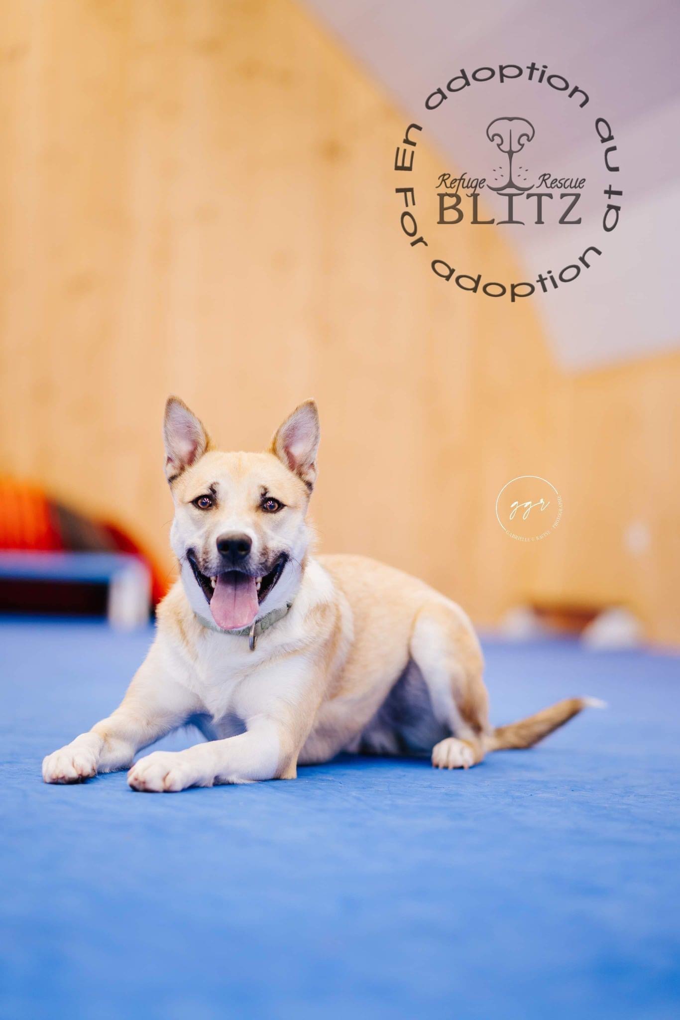 Triboulet, an adoptable Mixed Breed in Levis, QC, G6V 7M5 | Photo Image 2
