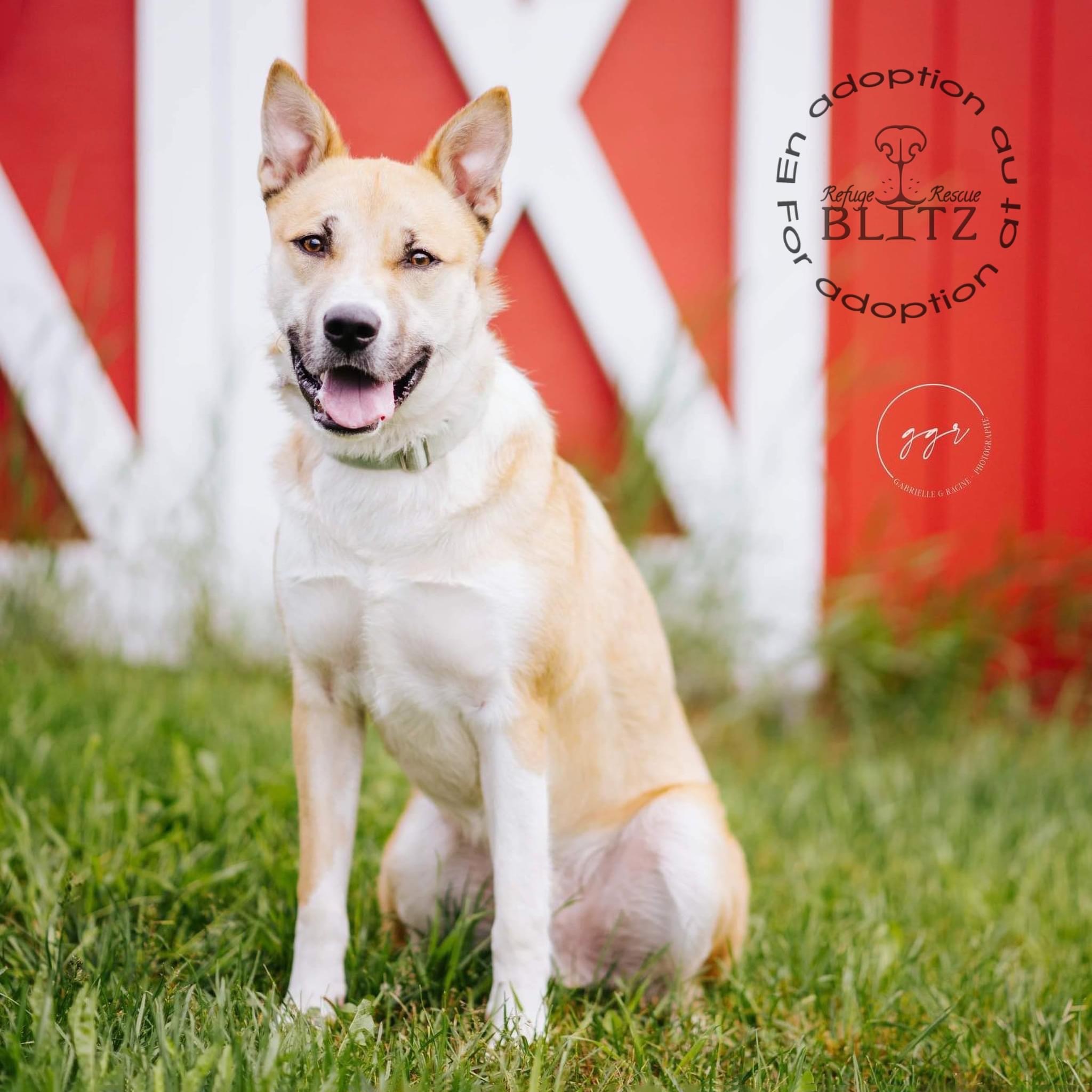 Triboulet, an adoptable Mixed Breed in Levis, QC, G6V 7M5 | Photo Image 1