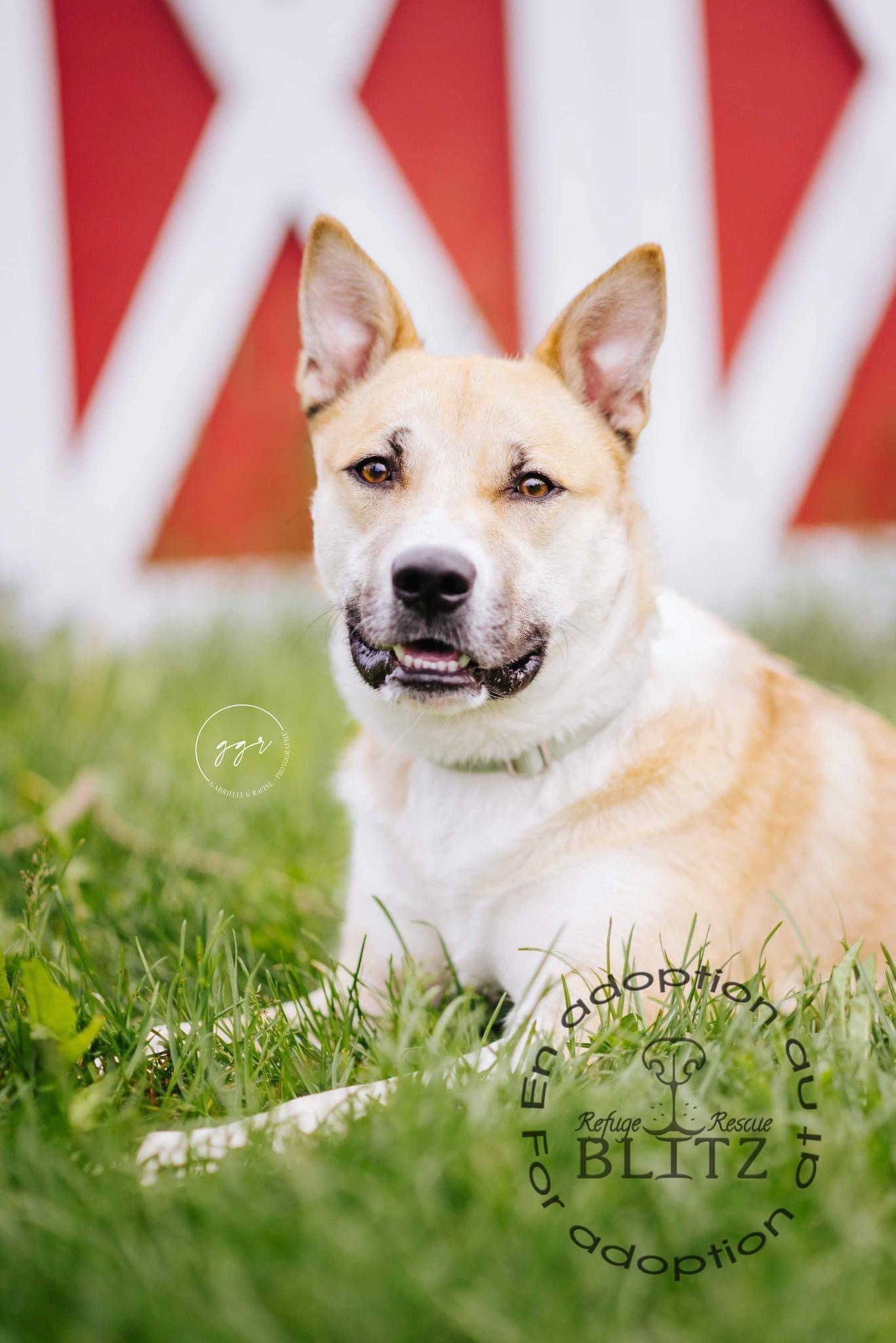 Triboulet, an adoptable Mixed Breed in Levis, QC, G6V 7M5 | Photo Image 4
