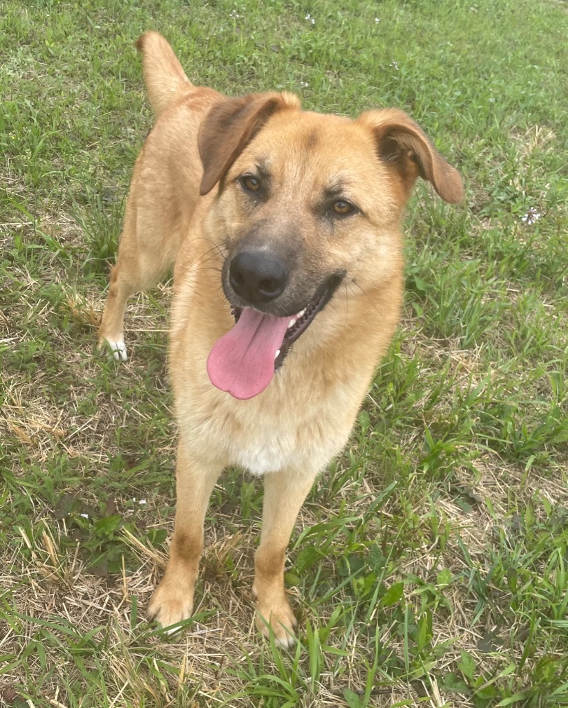 Louie, an adoptable German Shepherd Dog in Batesville, AR, 72501 | Photo Image 1