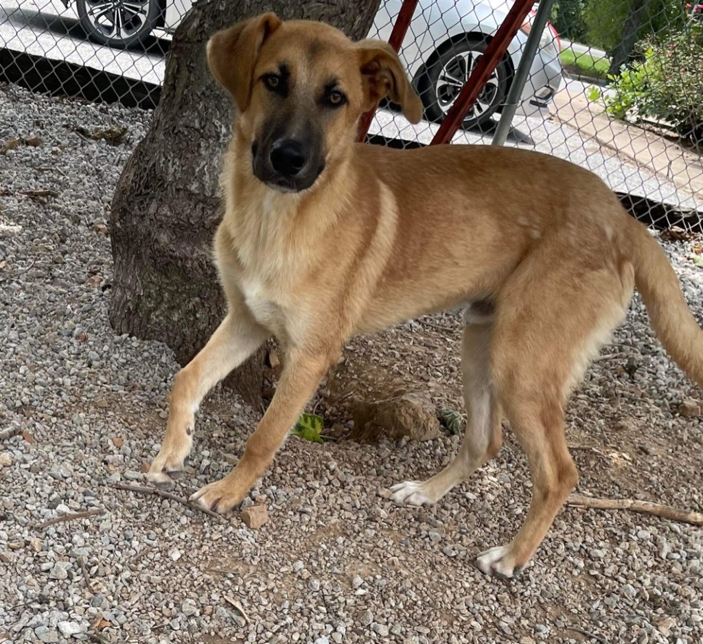 Louie, an adoptable German Shepherd Dog in Batesville, AR, 72501 | Photo Image 2