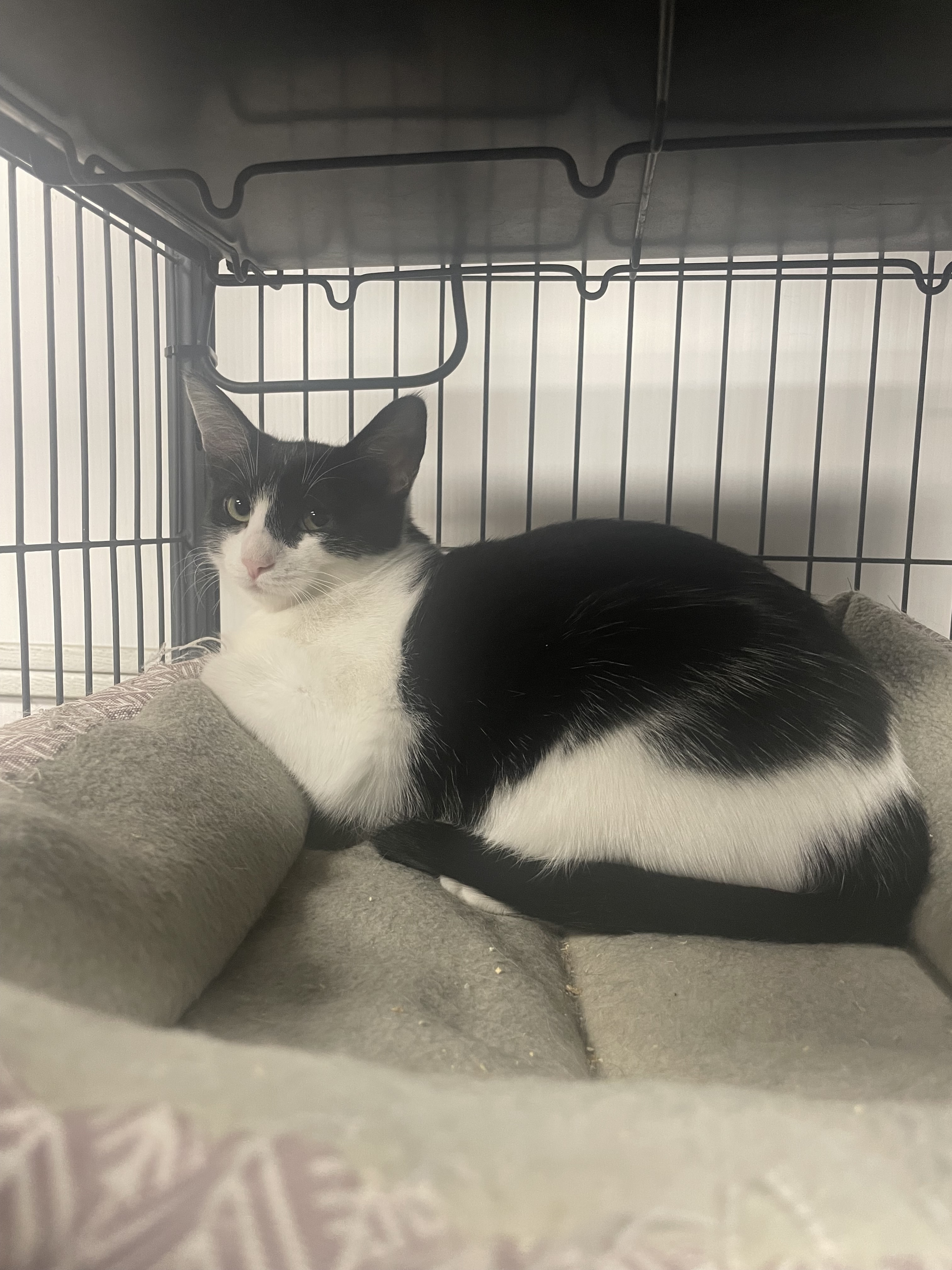 Margaret, an adoptable Domestic Short Hair in Goodlettsville, TN, 37070 | Photo Image 1