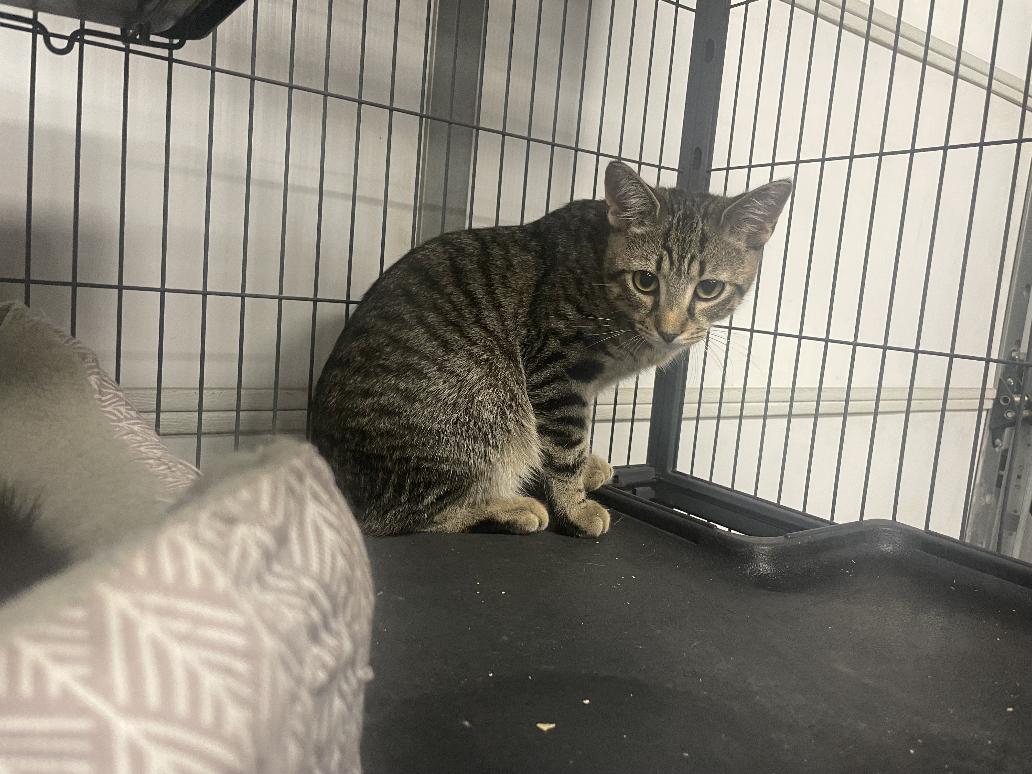 Hawkeye, an adoptable Domestic Short Hair in Goodlettsville, TN, 37070 | Photo Image 1