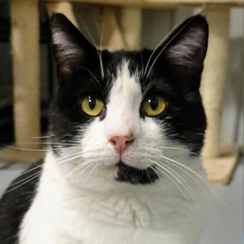 Clarence, an adoptable Domestic Short Hair in Sheridan, WY, 82801 | Photo Image 1