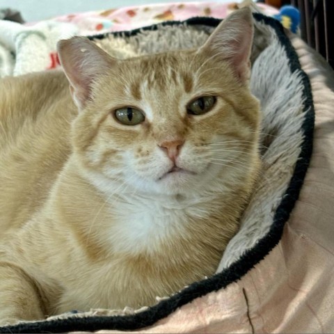 Ferah, an adoptable Domestic Short Hair in Sheridan, WY, 82801 | Photo Image 1