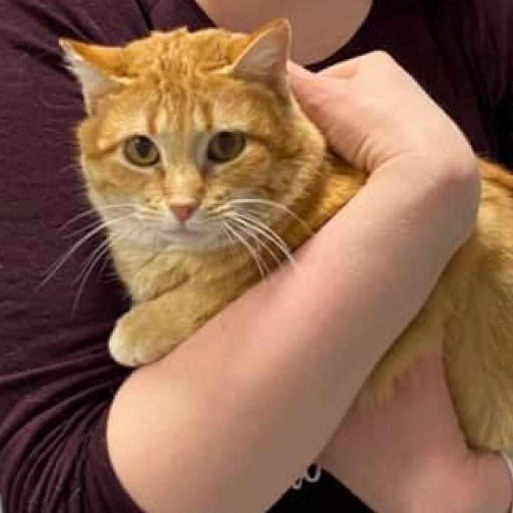 Ferah, an adoptable Domestic Short Hair in Sheridan, WY, 82801 | Photo Image 2