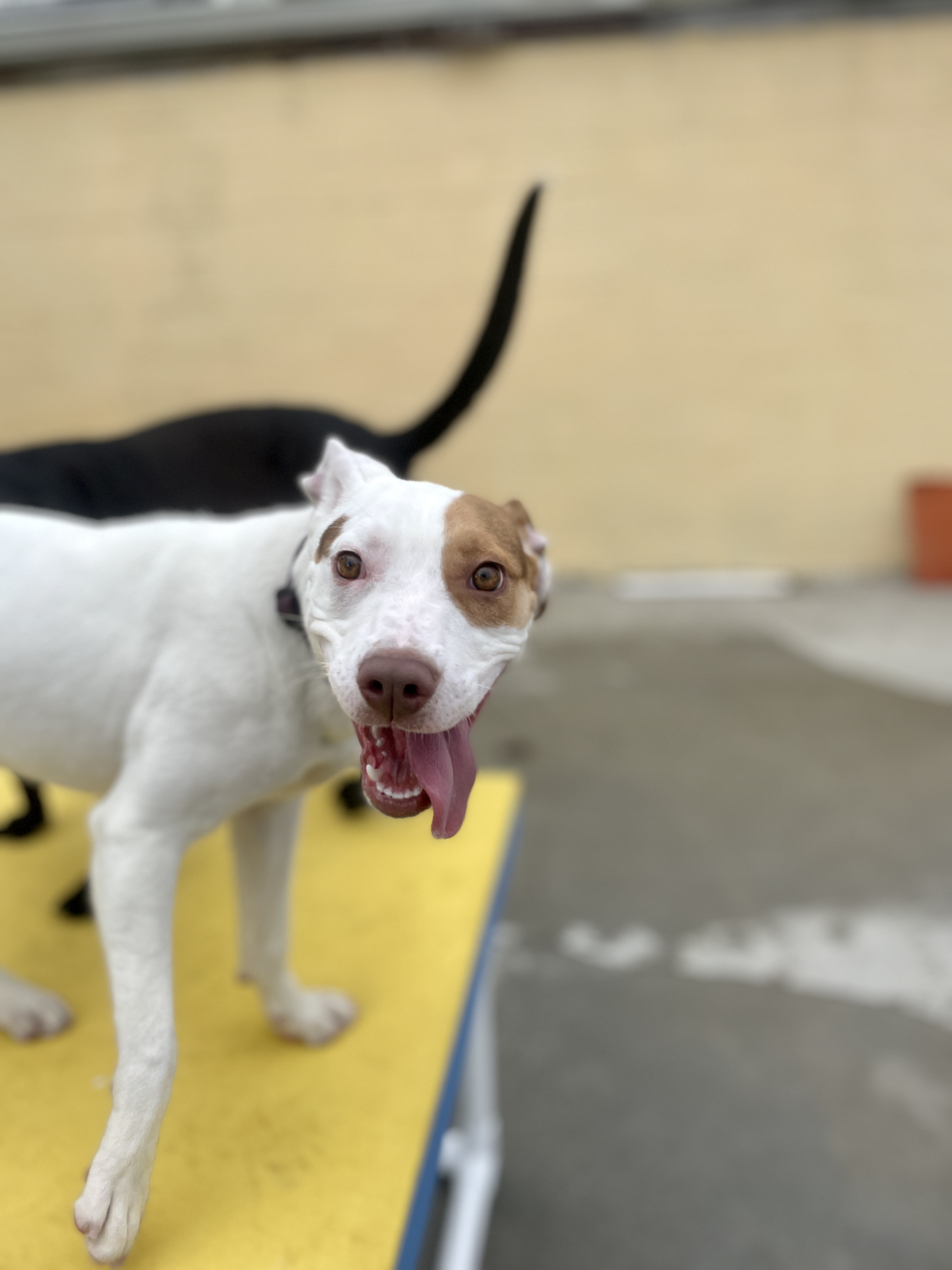 Logan, an adoptable Pit Bull Terrier, Plott Hound in Roanoke, VA, 24016 | Photo Image 1